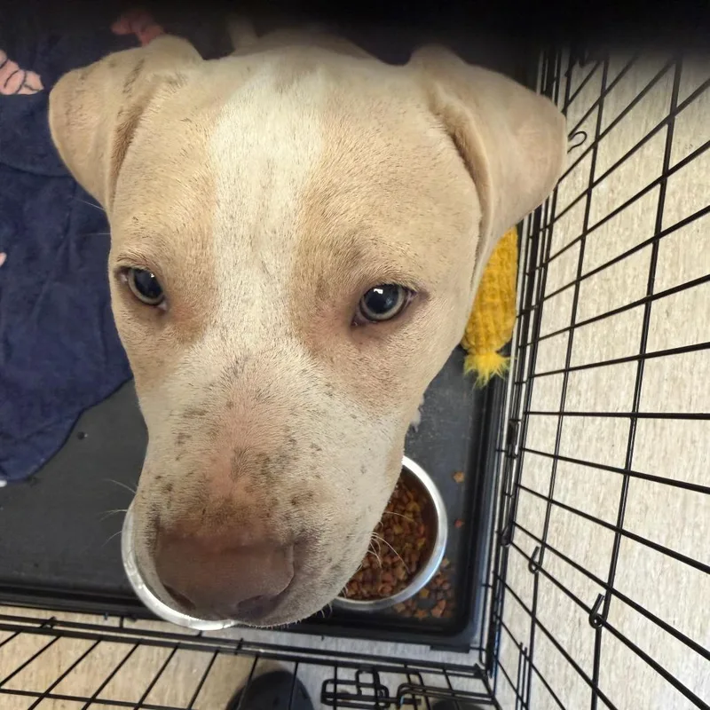 A baby large-sized male White / Cream Mixed Breed dog named Slim Jim for adoption in Charleston, WV