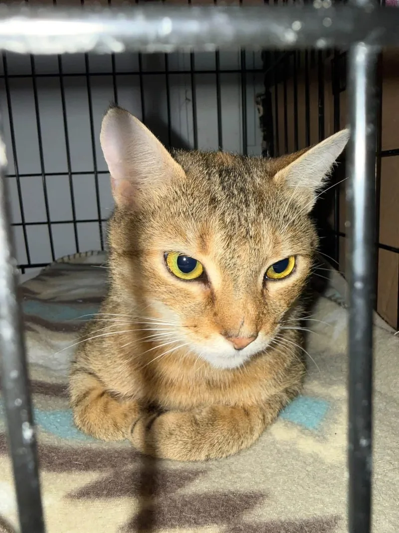 A young medium-sized female Tabby cat named Clare for adoption in Newark, NJ