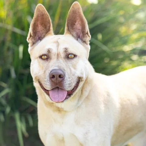 An adult large-sized female German Shepherd Dog dog named Amber for adoption in Camarillo, CA