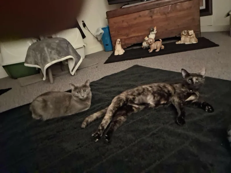 A young medium-sized female Domestic Short Hair cat named Zana & Zala for adoption in Somerset, KY