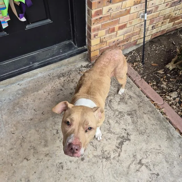 A young medium-sized female American Staffordshire Terrier dog named Aria for adoption in San Antonio, TX