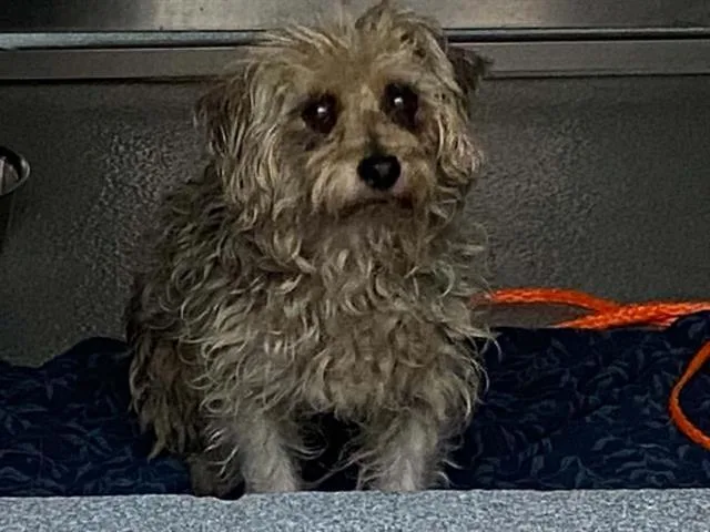 An adult small-sized male Havanese dog named Mickey for adoption in Tustin, CA