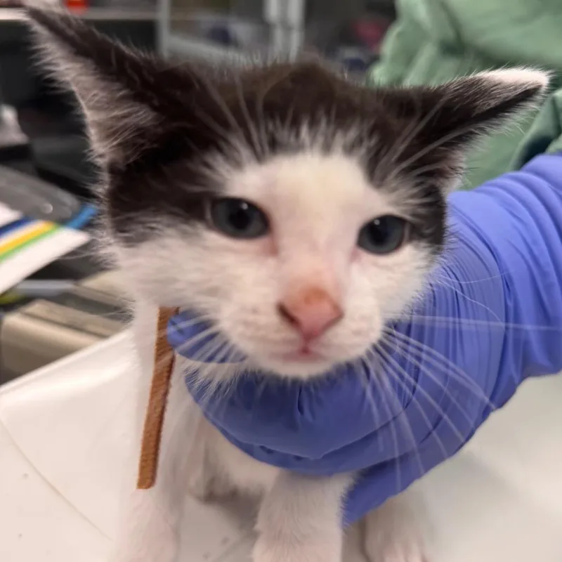 A baby small-sized male Black Domestic Short Hair cat named Dook for adoption in Wheeling, IL