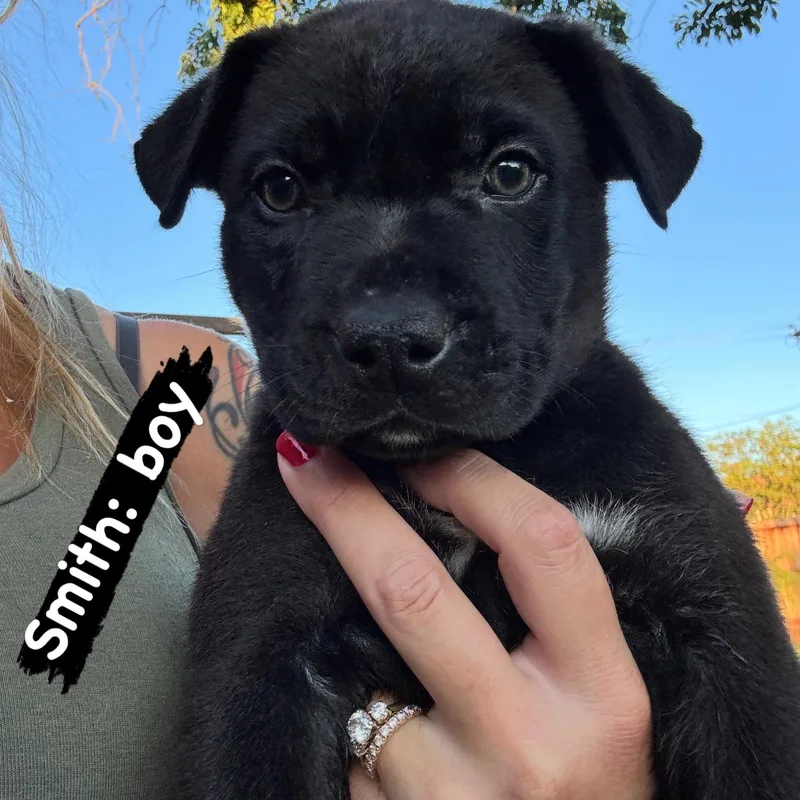 A baby large-sized male Pit Bull Terrier dog named Smith for adoption in Lincoln, CA
