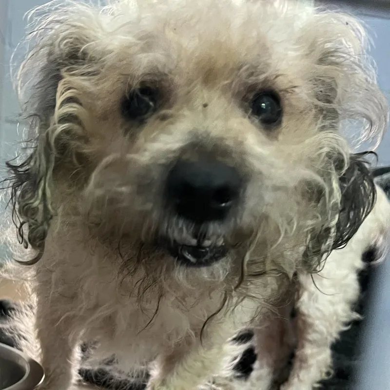 An adult small-sized male White / Cream Poodle dog named Charlie for adoption in Kyle, TX