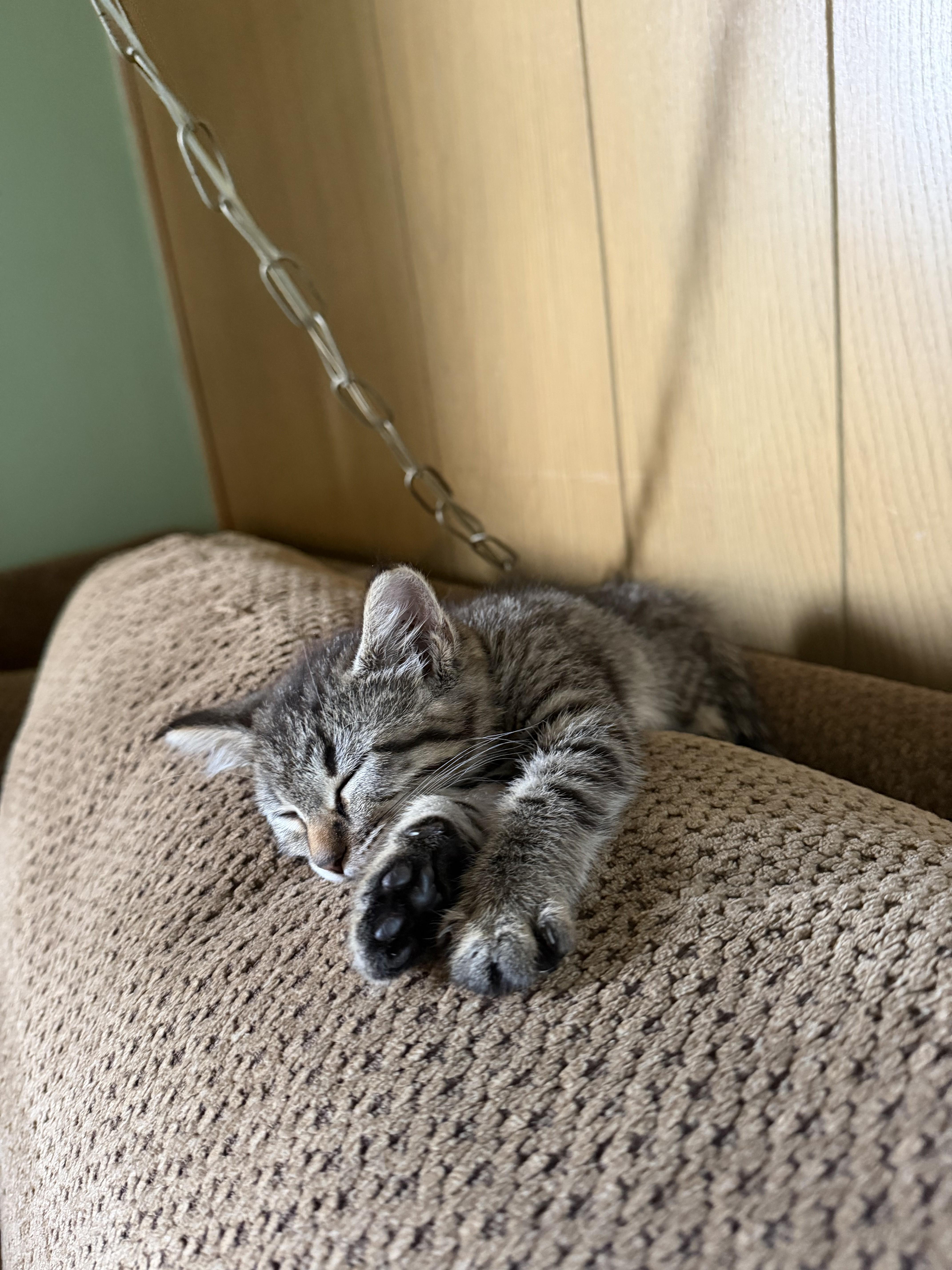 A baby small-sized female Domestic Short Hair cat named Tiny for adoption in Van Nuys, CA
