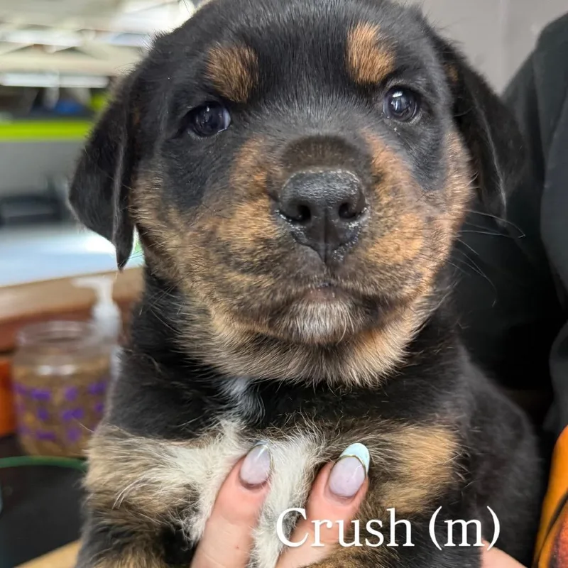 A baby large-sized male Black Rottweiler dog named Crush for adoption in Tacoma, WA