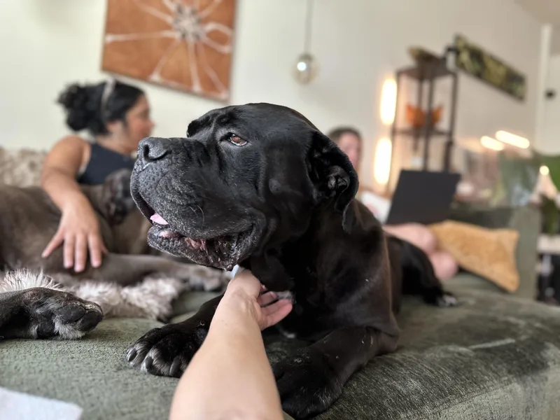 An adult extra large-sized male Black Cane Corso dog named Dozer for adoption in Cornelius, NC
