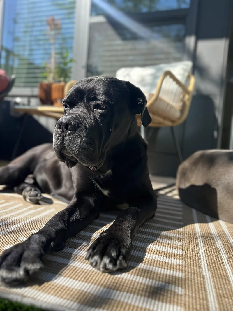 Dozer thumbnail 3