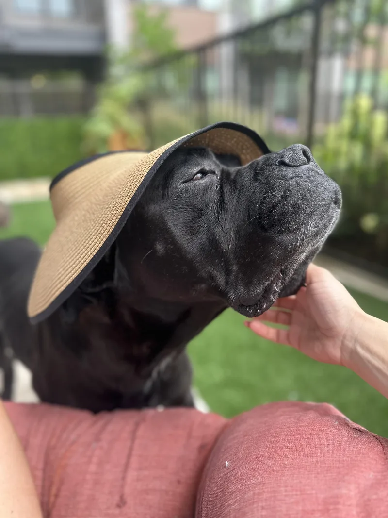 Dozer thumbnail 5