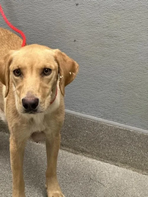 A young medium-sized female Labrador Retriever dog named Lorrietta for adoption in Las Vegas, NV