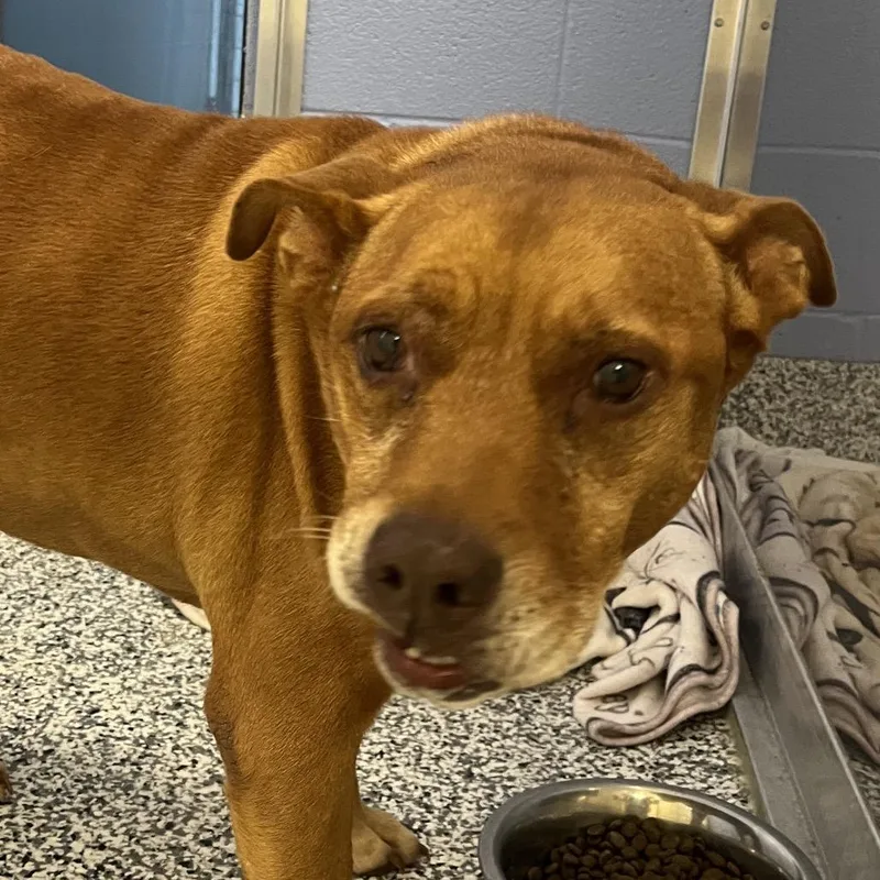 A senior medium-sized male Brown / Chocolate Pit Bull Terrier dog named Mikey for adoption in Madisonville, TN