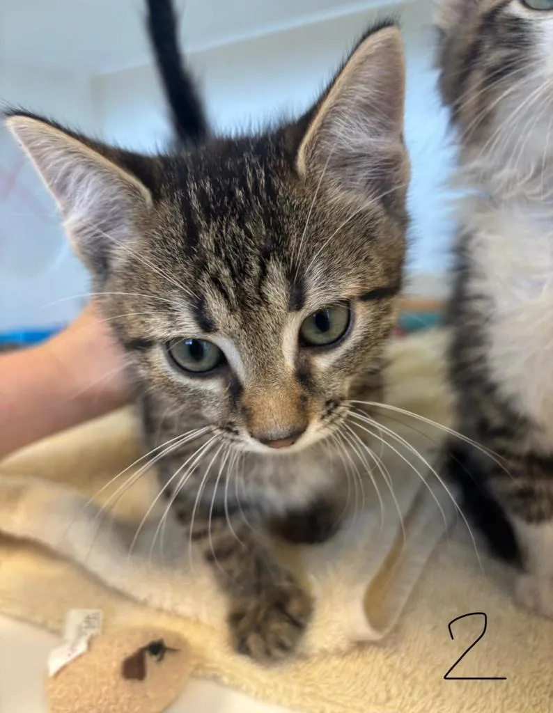 A baby large-sized male Domestic Short Hair cat named Jake for adoption in Greenfield, IN