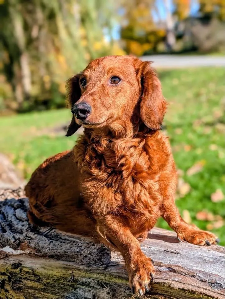 An adult small-sized male Dachshund dog named Oliver for adoption in Cowlesville, NY