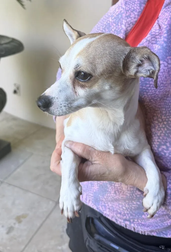 An adult small-sized male Chihuahua dog named Creed for adoption in Richmond, TX