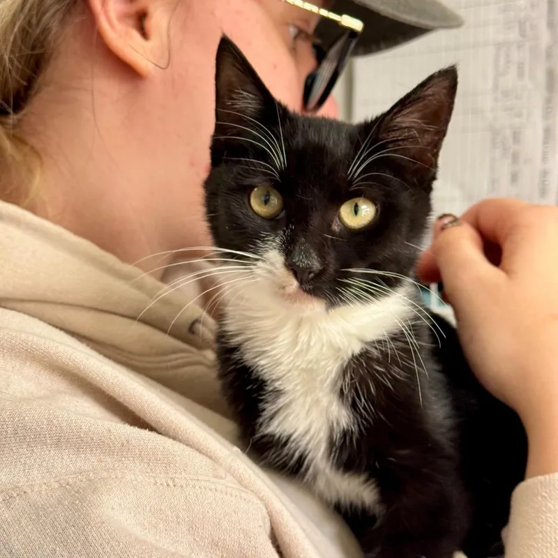 A baby small-sized female Black Domestic Short Hair cat named Selina for adoption in Middle Village, NY
