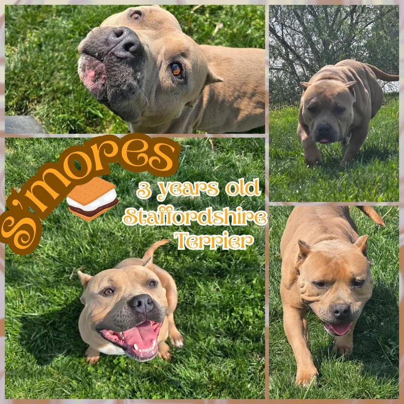 An adult medium-sized female Yellow / Tan / Blond / Fawn American Staffordshire Terrier dog named Smores for adoption in Franklin, IN