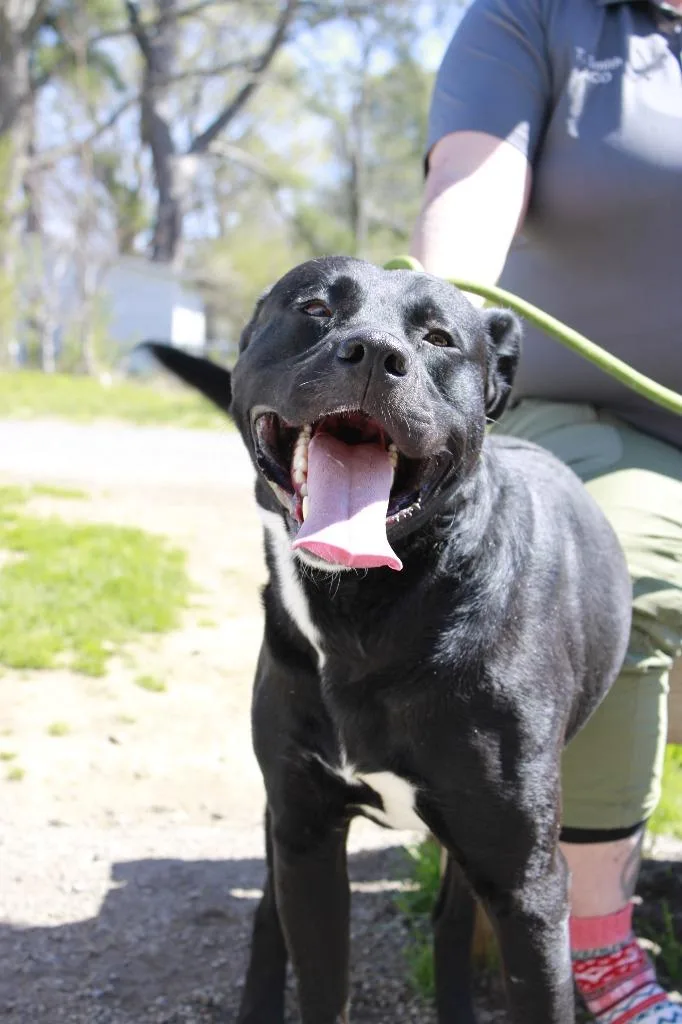 An adult large-sized male Labrador Retriever dog named Baxter for adoption in Dyersburg, TN