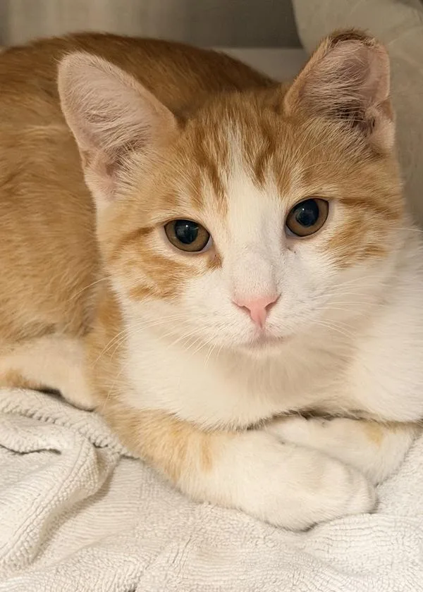 A young small-sized male Domestic Short Hair cat named Marco for adoption in Novato, CA