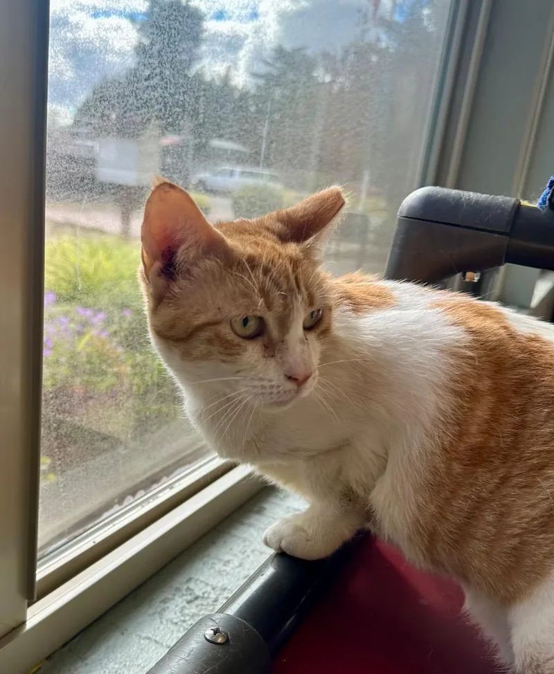 An adult medium-sized female Tabby cat named Dunder Mifflin for adoption in Newberg, OR