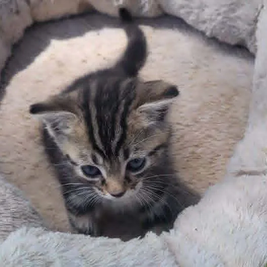 A baby small-sized male Gray / Blue / Silver Domestic Short Hair cat named Blueberry for adoption in Alexandria, VA