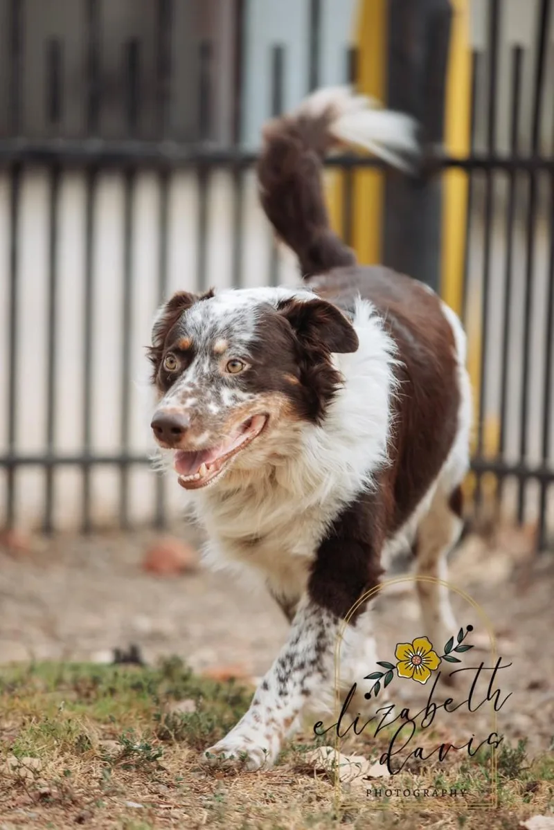 A young medium-sized male Australian Shepherd dog named Gibson for adoption in Mansfield, TX