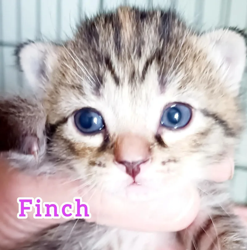 Finch