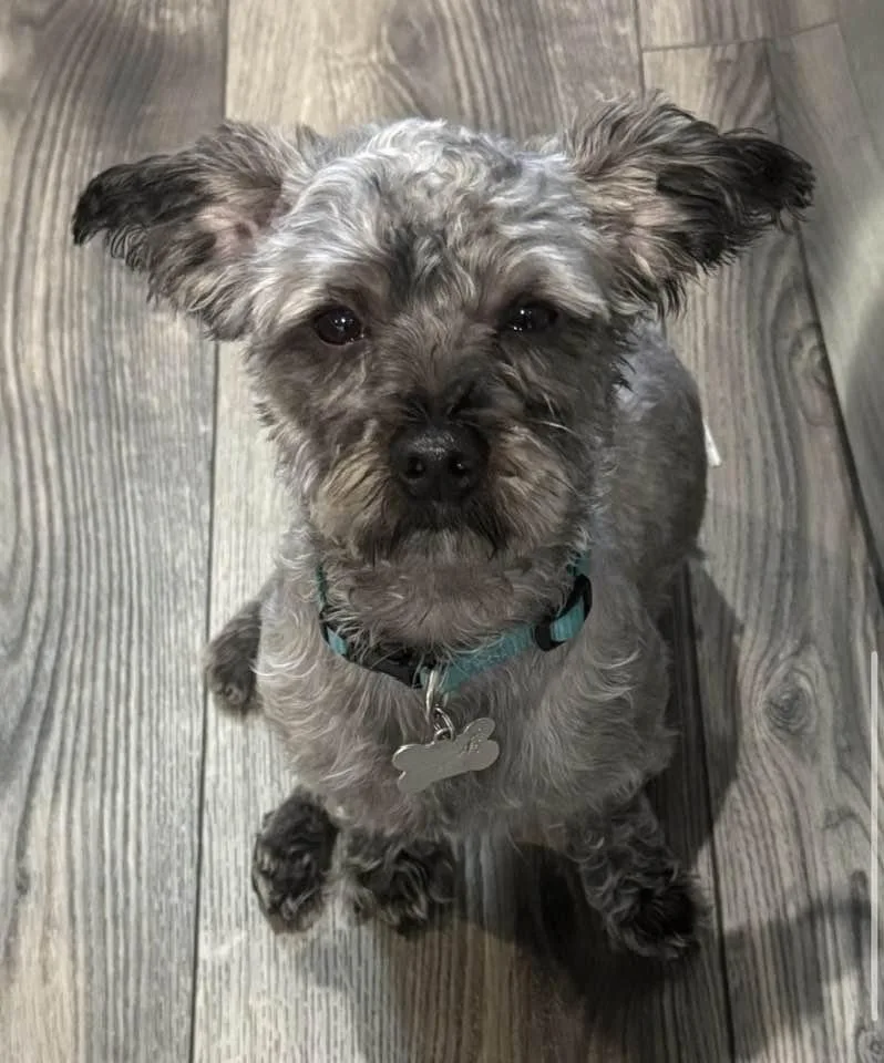 An adult small-sized male Gray / Blue / Silver Yorkie Poo dog named Gus for adoption in Flossmoor, IL