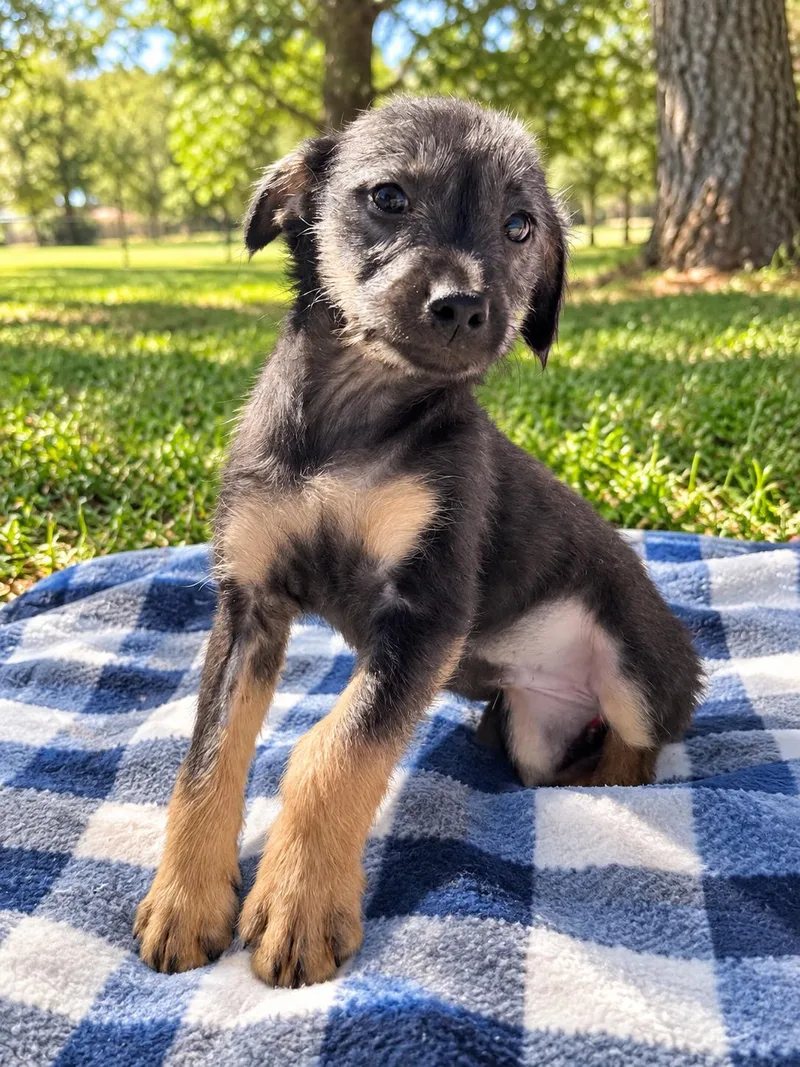 A young small-sized male Terrier dog named Bandito for adoption in Winter haven, FL