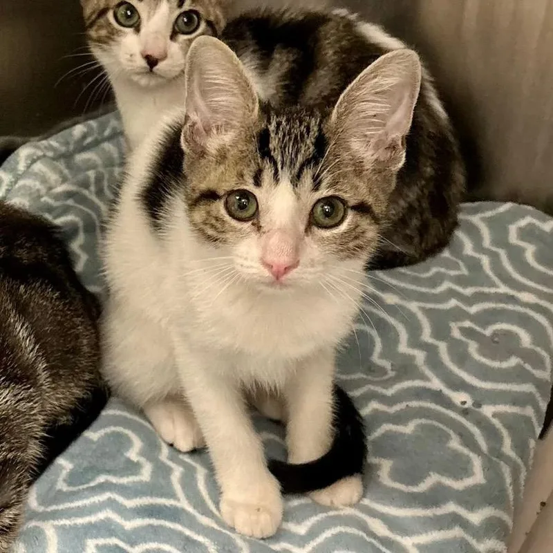 A baby small-sized male Brown / Chocolate Domestic Short Hair cat named Phoenix for adoption in Leander, TX