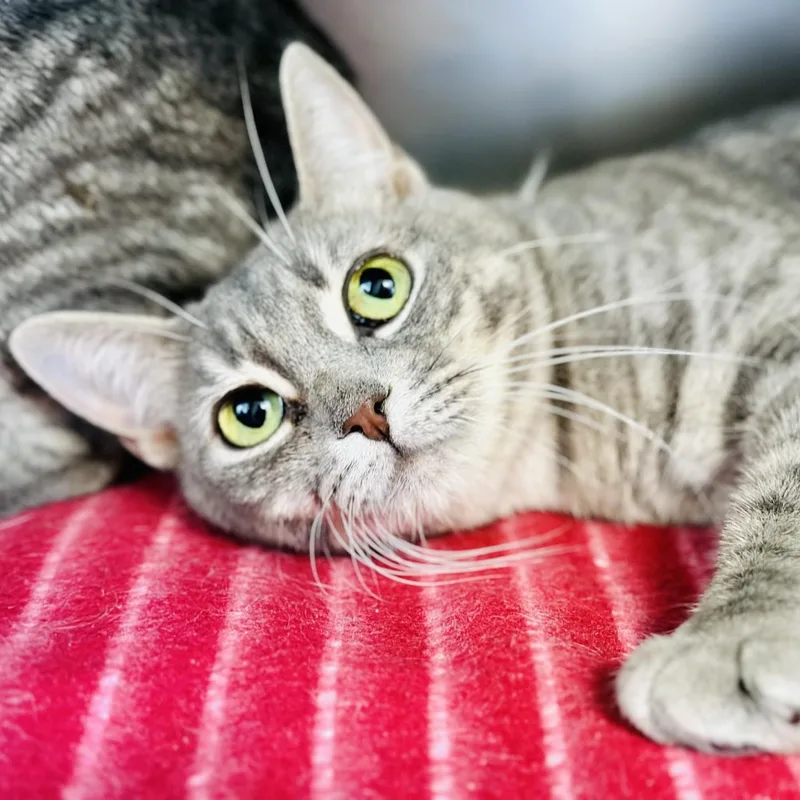 An adult medium-sized female Tabby (Gray / Blue / Silver) Domestic Short Hair cat named Partridge for adoption in Jackson, NJ