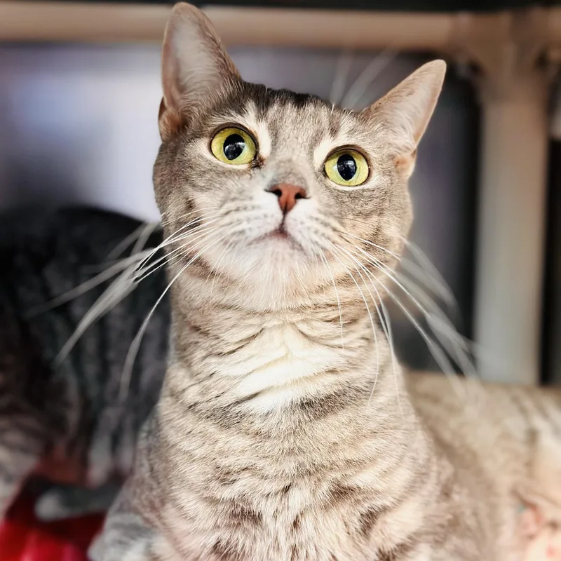 Partridge thumbnail 2