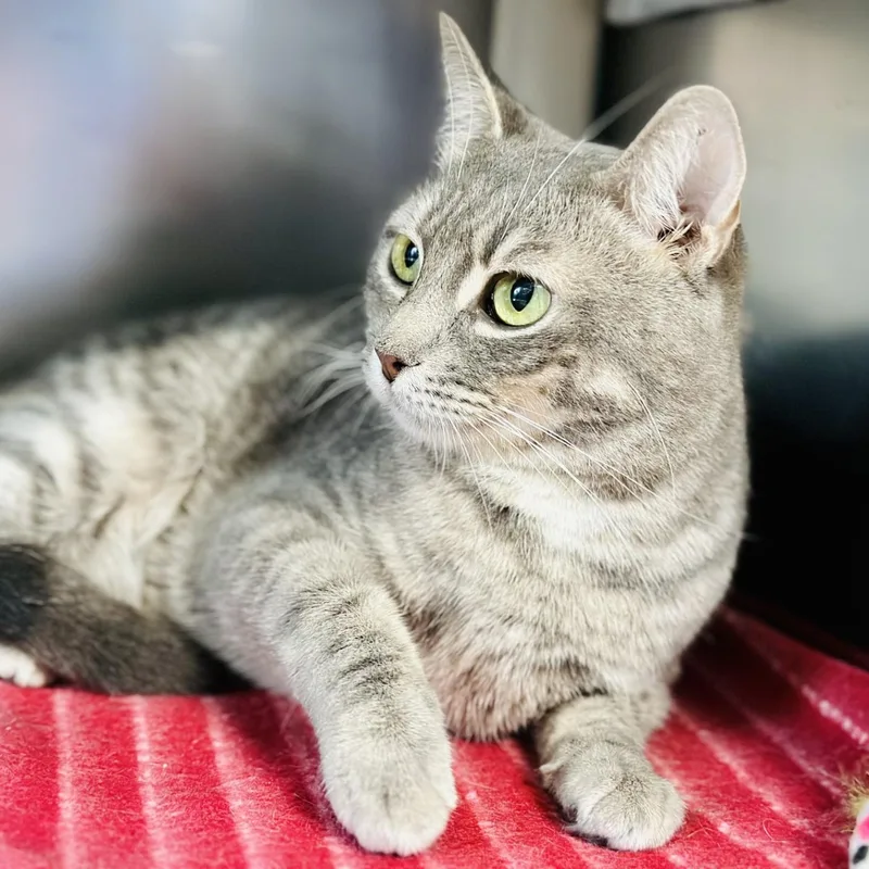 Partridge thumbnail 3