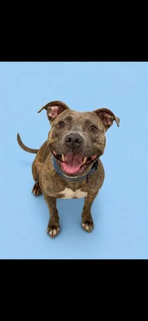A young medium-sized female Pit Bull Terrier dog named Kali for adoption in Westminster, MD
