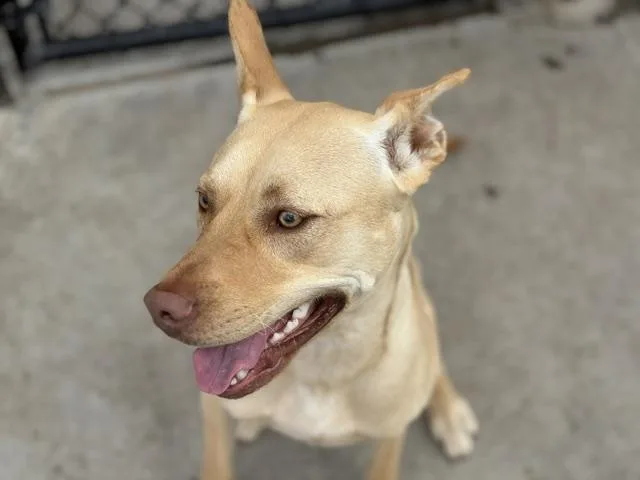 A young medium-sized female Labrador Retriever dog named Sissy for adoption in Tulsa, OK