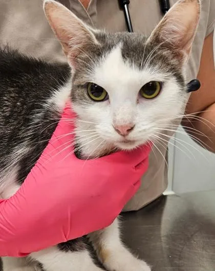 An adult medium-sized female Domestic Short Hair cat named Clove for adoption in Lafayette, IN