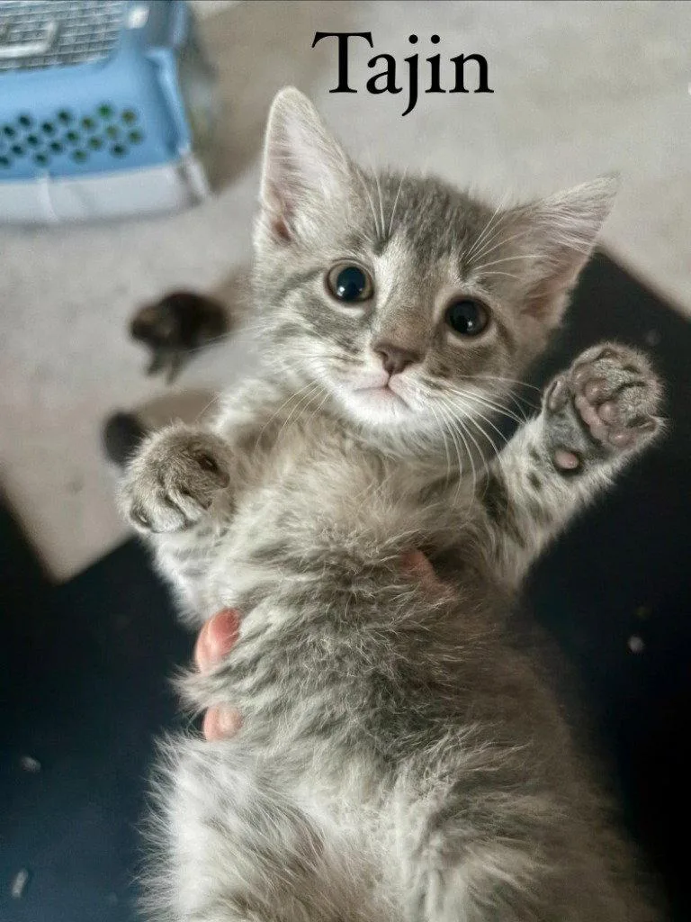 A baby medium-sized male Domestic Short Hair cat named Tajin for adoption in Lovingston, VA