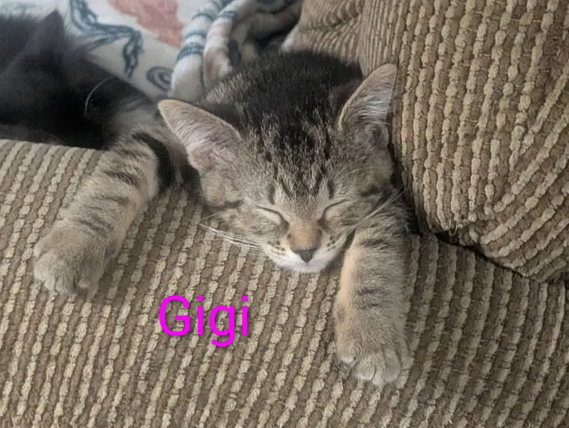 Gigi