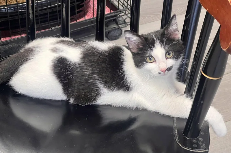 A baby medium-sized female Black & White / Tuxedo Domestic Short Hair cat named Ursula for adoption in Georgetown, KY