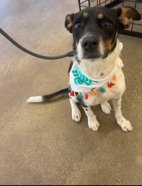 An adult medium-sized female Australian Cattle Dog / Blue Heeler dog named Lainey for adoption in Oakland, CA
