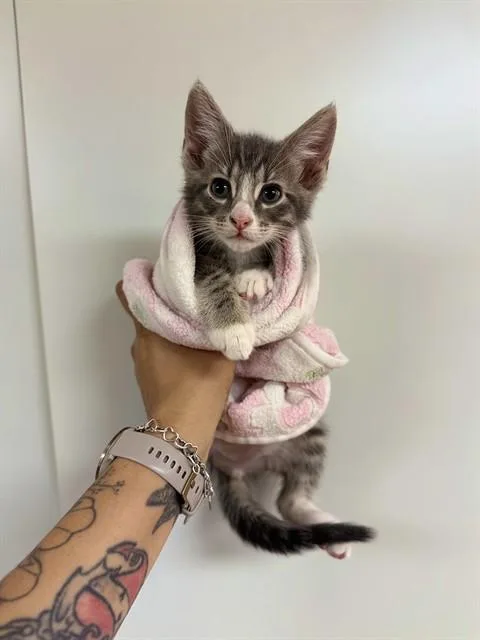 A baby medium-sized male Domestic Medium Hair cat named Theo for adoption in Sugar Land, TX