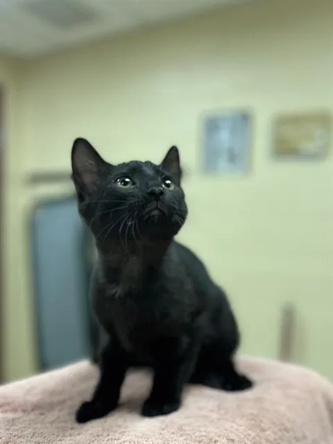 A baby small-sized male Domestic Short Hair cat named Rooster for adoption in Aliquippa, PA