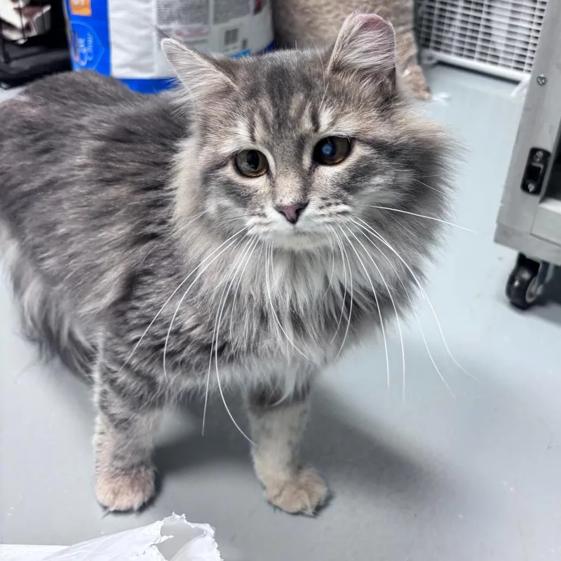 An adult medium-sized female Gray / Blue / Silver Domestic Short Hair cat named Dough for adoption in Bismarck, ND