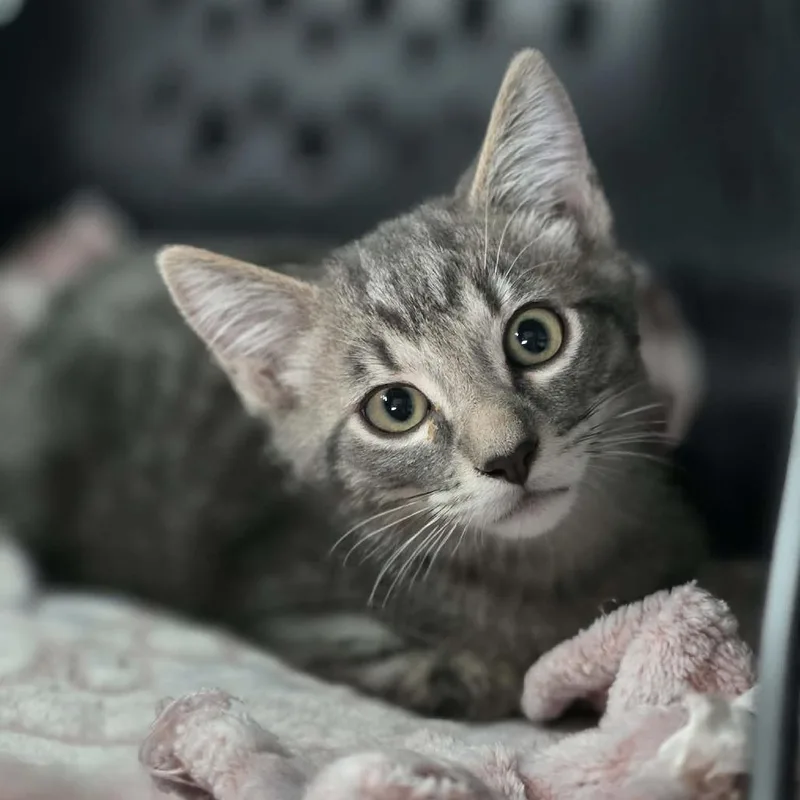 A baby small-sized male Gray / Blue / Silver Domestic Short Hair cat named Copenhagen Casper for adoption in Eagle Mountain, UT