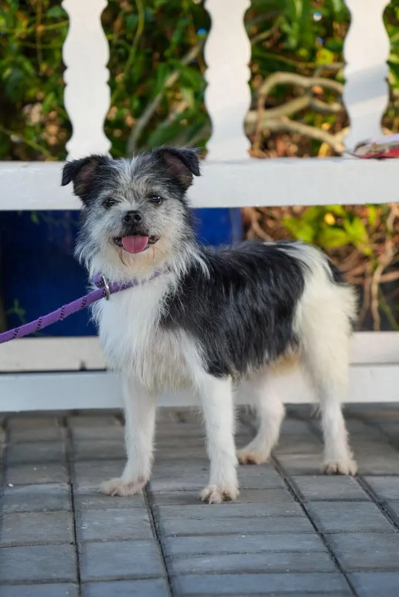 An adult small-sized female Mixed Breed dog named Rachel for adoption in Palos Heights, IL