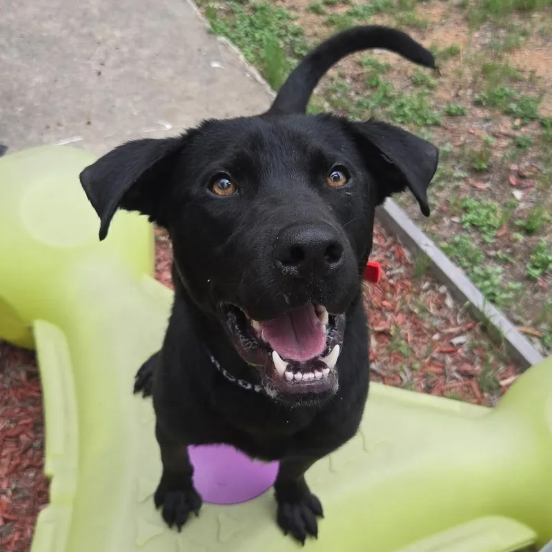 A young large-sized male Black Labrador Retriever dog named Dukalicous for adoption in San Antonio, TX