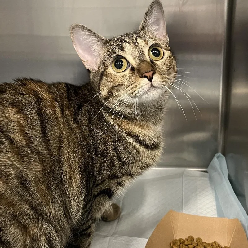 A young medium-sized female Brown / Chocolate Domestic Short Hair cat named Ivy for adoption in Greensboro, NC