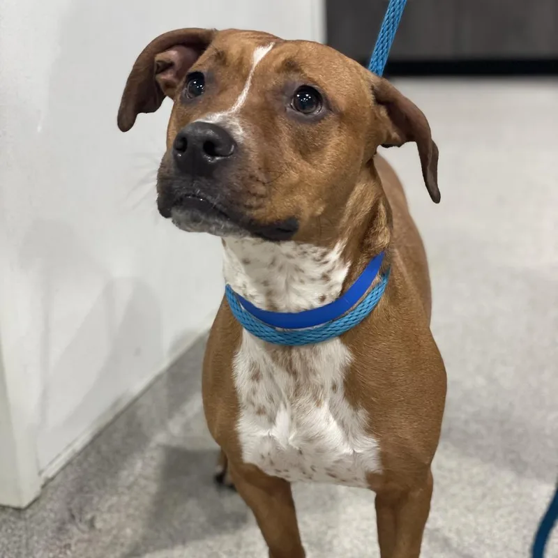 An adult medium-sized male Brown / Chocolate Dachshund dog named Frank for adoption in Tampa, FL