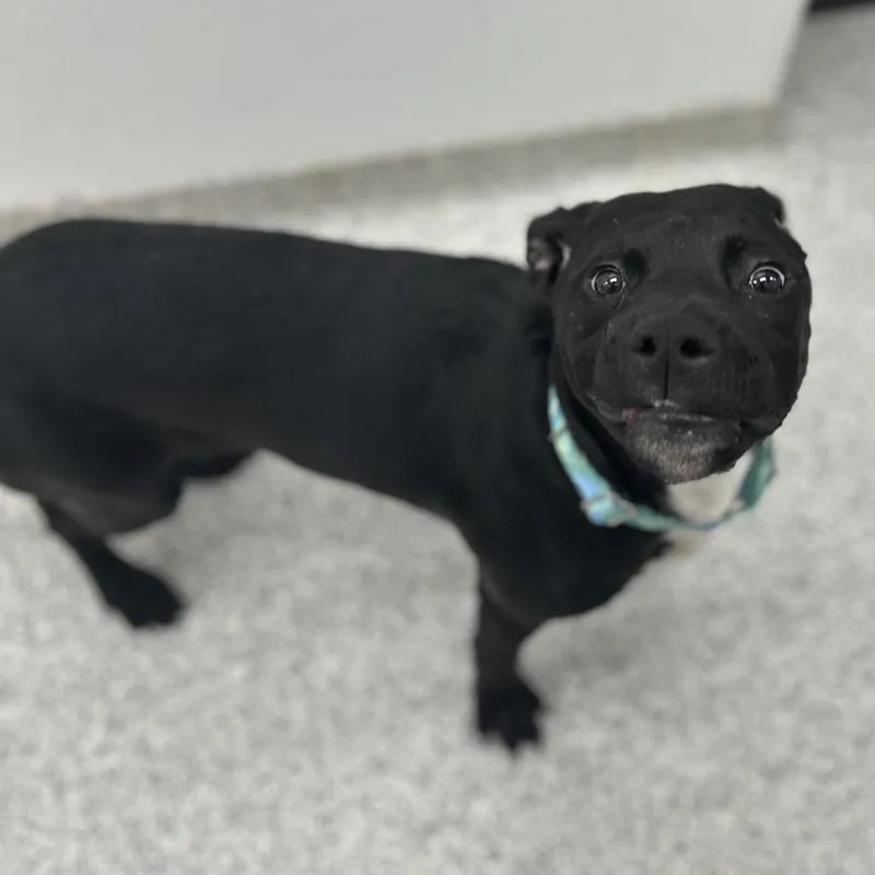A young medium-sized female Black Mixed Breed dog named Minnie for adoption in Youngstown, OH
