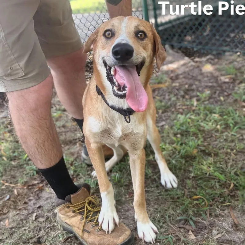 Turtle Pie